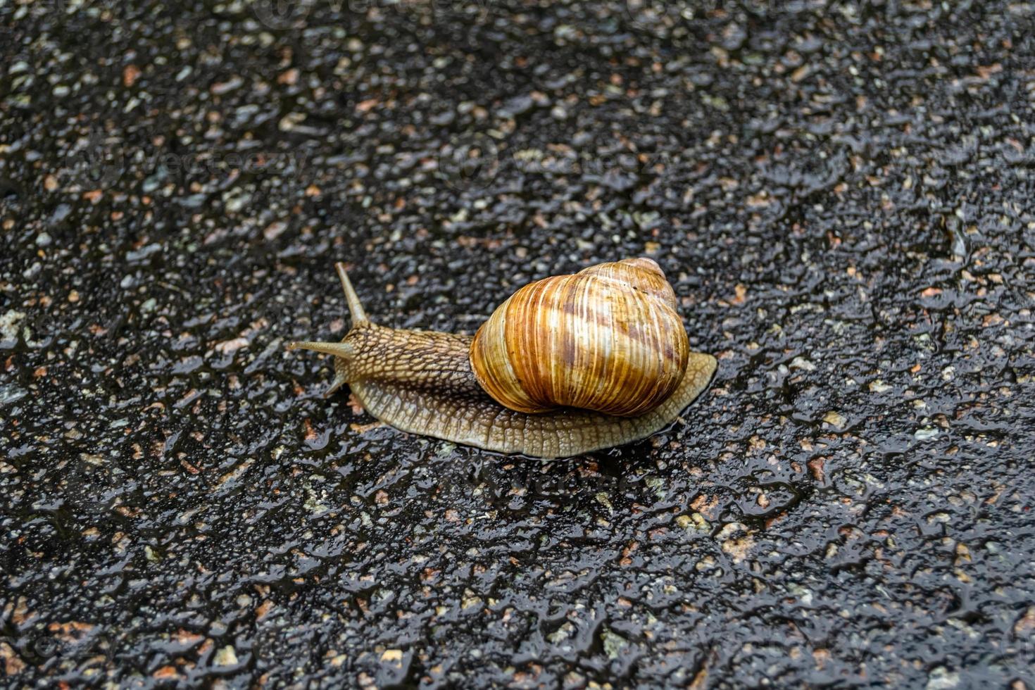 Big garden snail in shell crawling on wet road hurry home photo