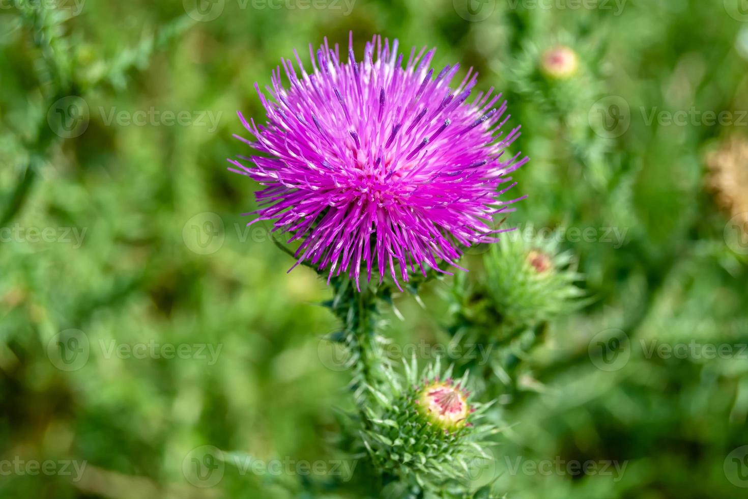 Beautiful growing flower root burdock thistle on background meadow photo