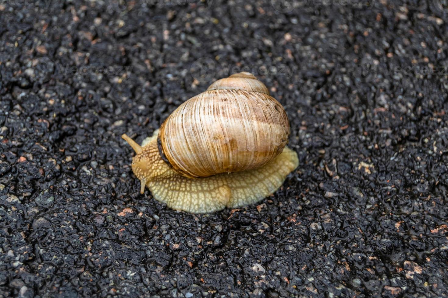 Big garden snail in shell crawling on wet road hurry home photo