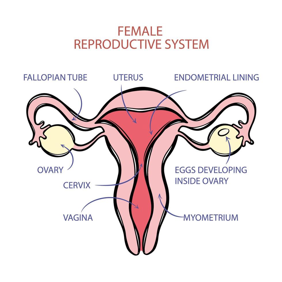 FEMALE REPRODUCTIVE SYSTEM SCHEME Medicine Education Vector