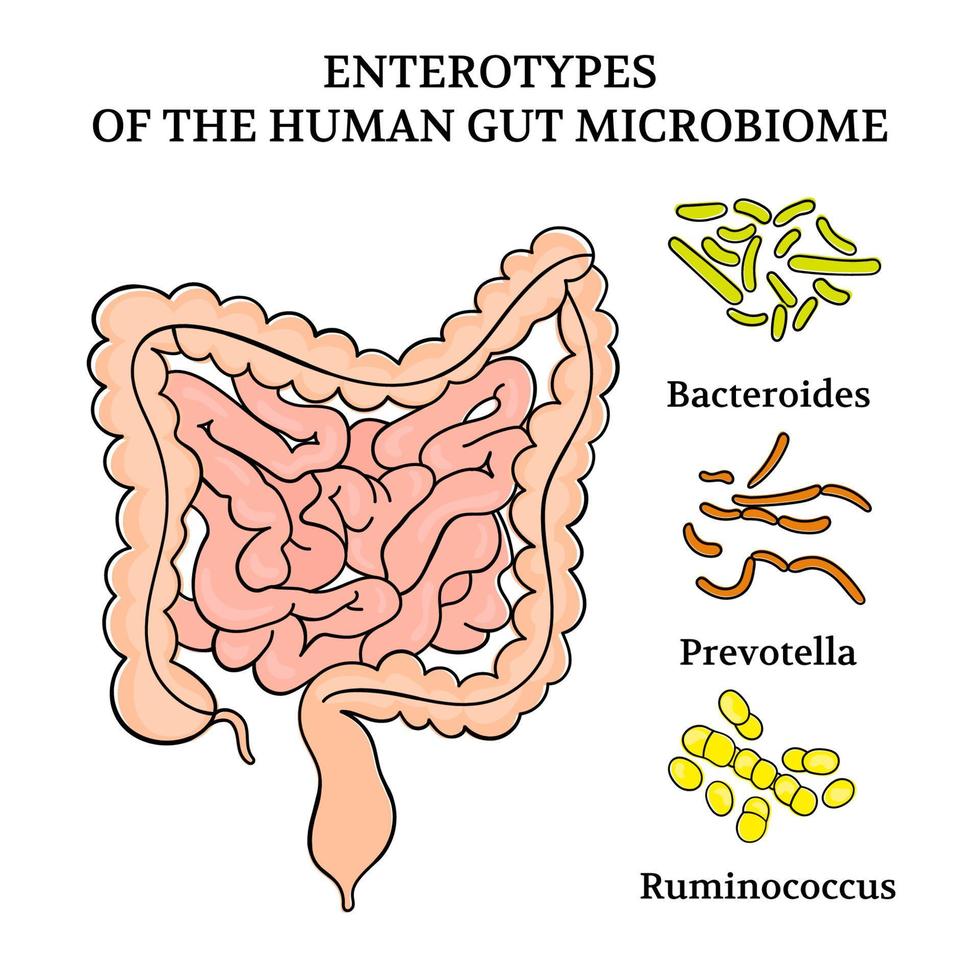 enterotipos de el humano intestino microbioma medicina ilustración vector