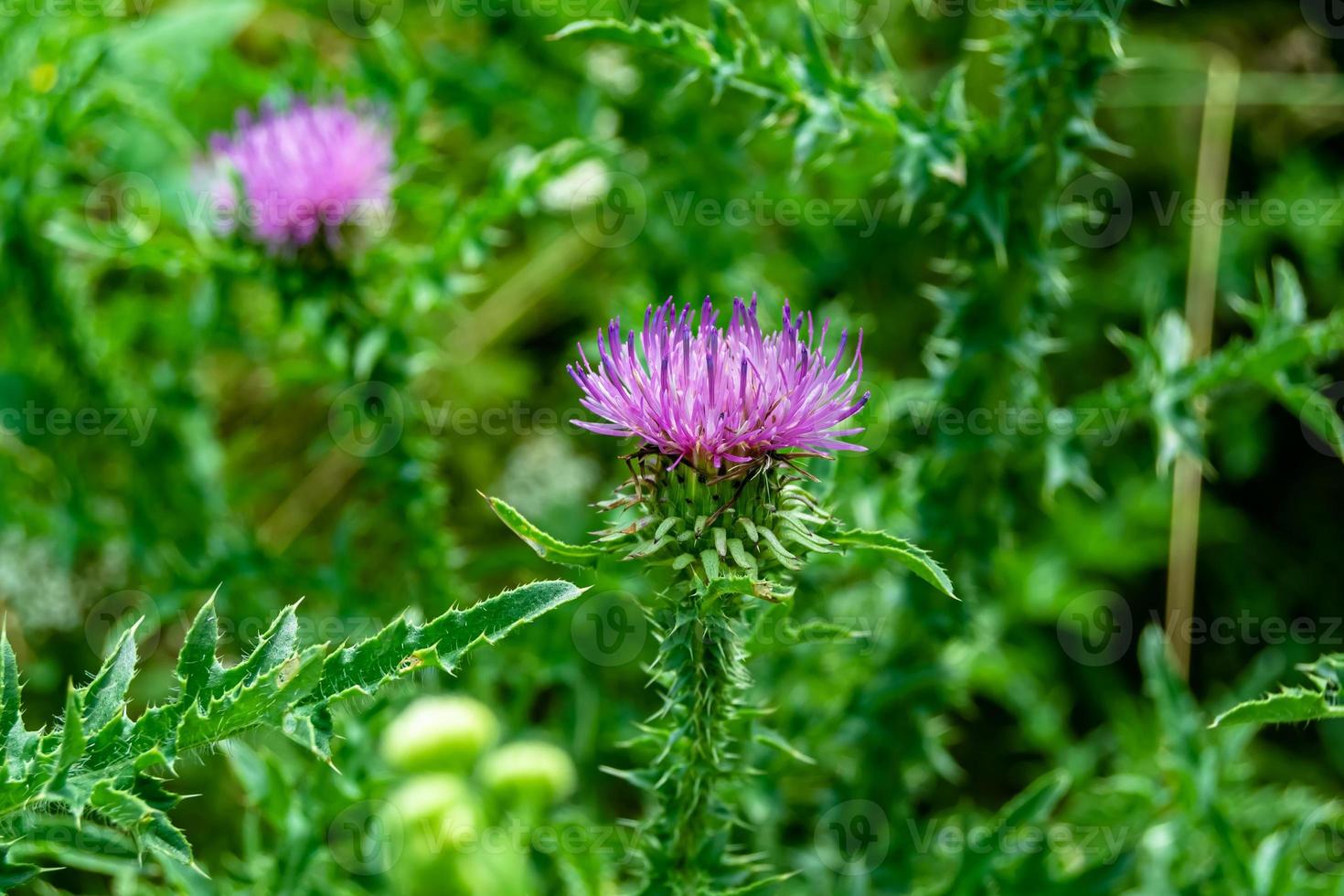 Beautiful growing flower root burdock thistle on background meadow photo