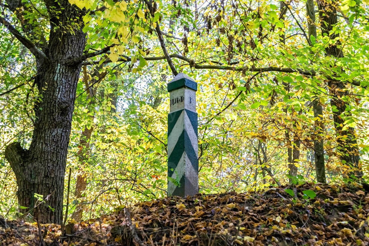 Photography on theme beautiful footpath in wild foliage woodland photo