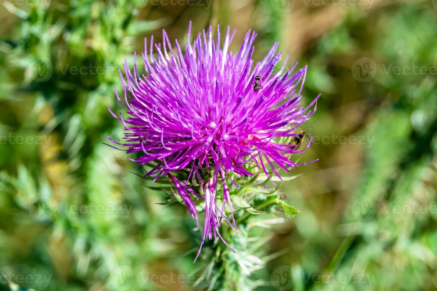 Beautiful growing flower root burdock thistle on background meadow photo