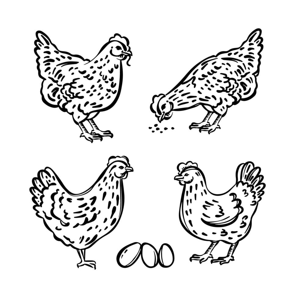 gallina polluelo bocetos y huevos monocromo vector ilustración