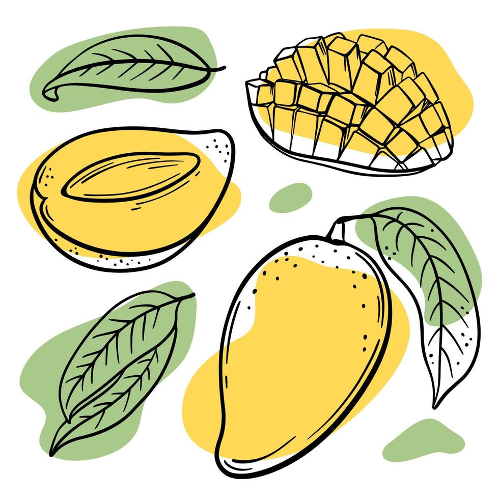 FRESH MANGO Delicious Fruit Hand Drawn Vector Illustration Set