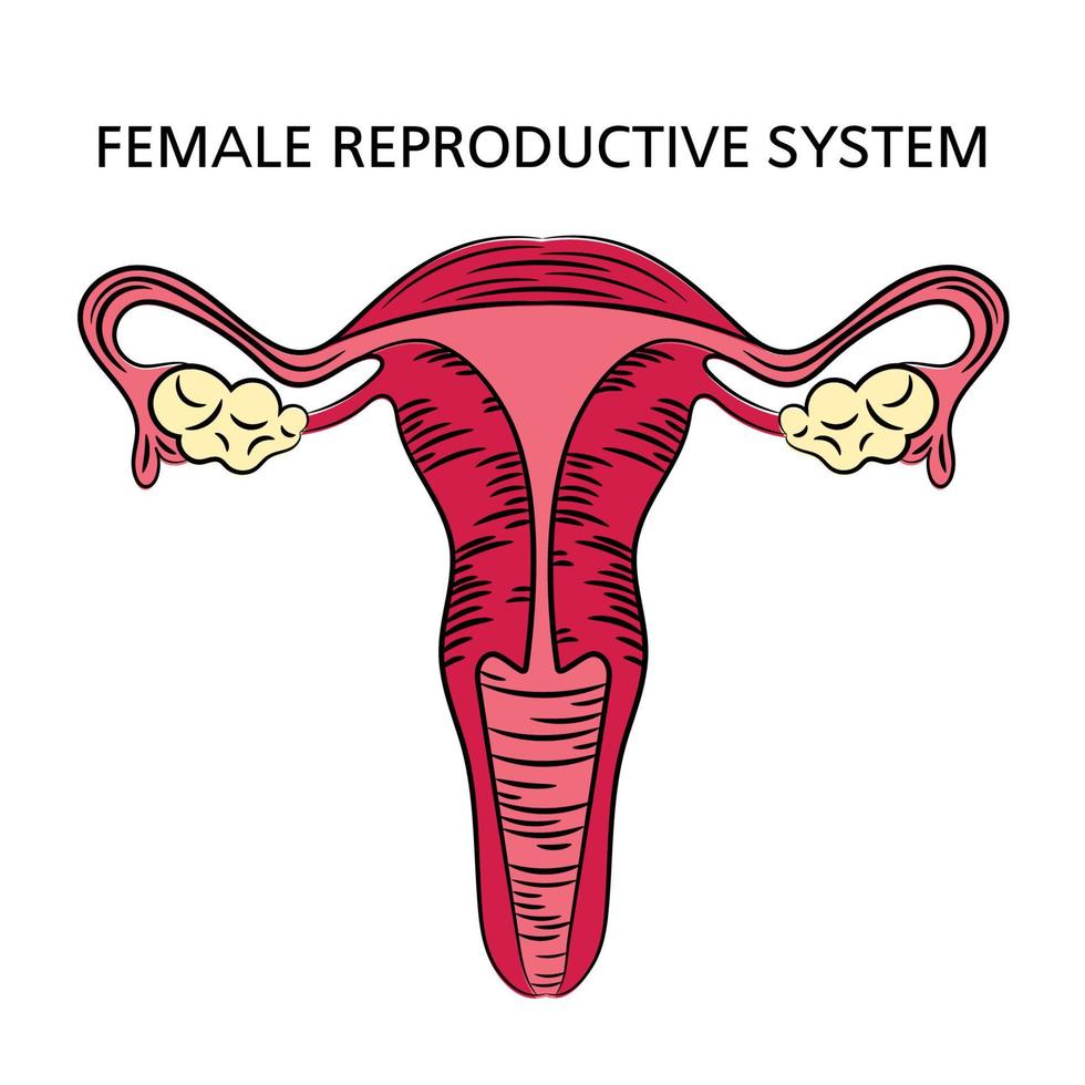 hembra reproductivo sistema medicina educación esquema vector