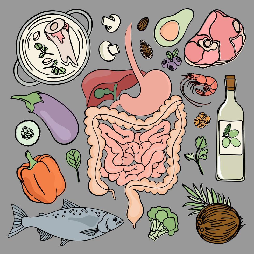 gastrointestinal salud humano nutrición vector ilustración