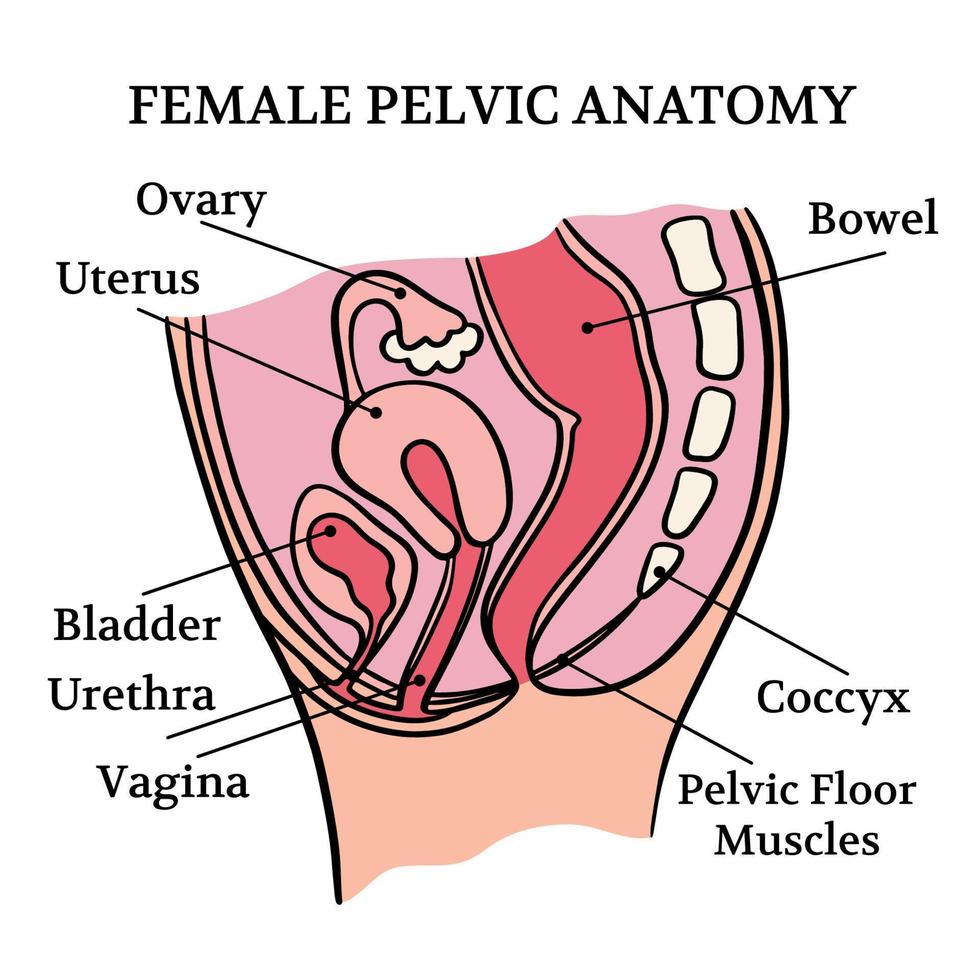 hembra pélvico sano anatomía educación esquema vector conjunto