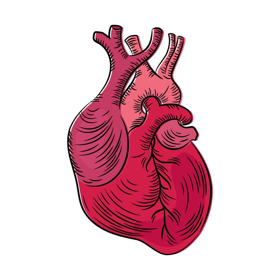 HEART ANATOMIC Structure Medicine Education Diagram Vector