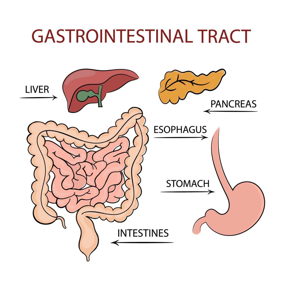 MEDICINE GASTROINTESTINAL TRACT Education Diagram Vector Set