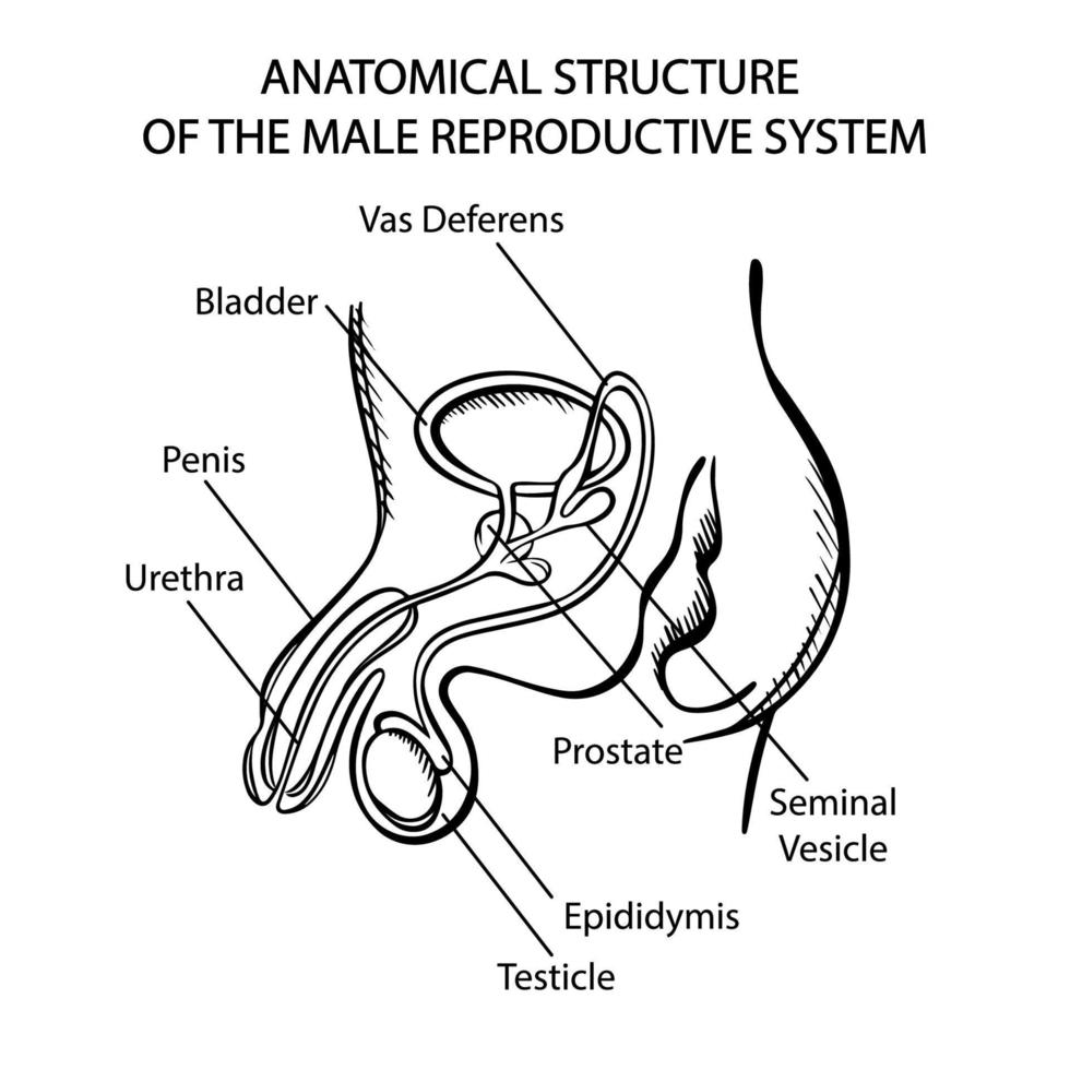 MALE REPRODUCTIVE SYSTEM MONOCHROME Medical Education Vector