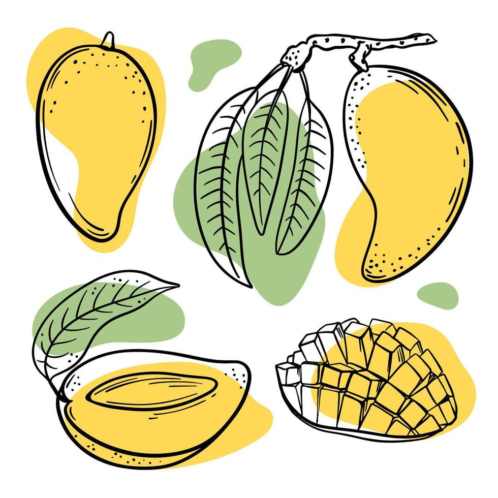 MANGO BRANCH Delicious Fruit Sketch Vector Illustration Set