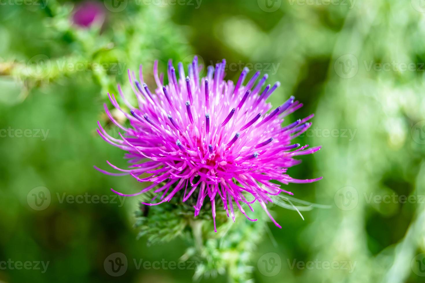 Beautiful growing flower root burdock thistle on background meadow photo