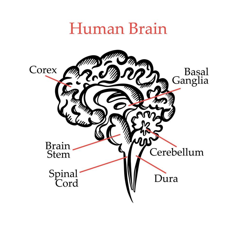 humano cerebro contorno monocromo médico educación vector