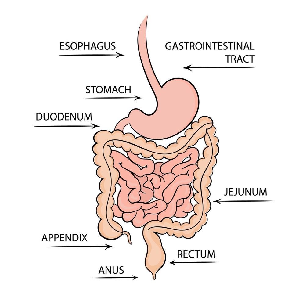 GASTROINTESTINAL TRACT Medicine Education Diagram Vector Set