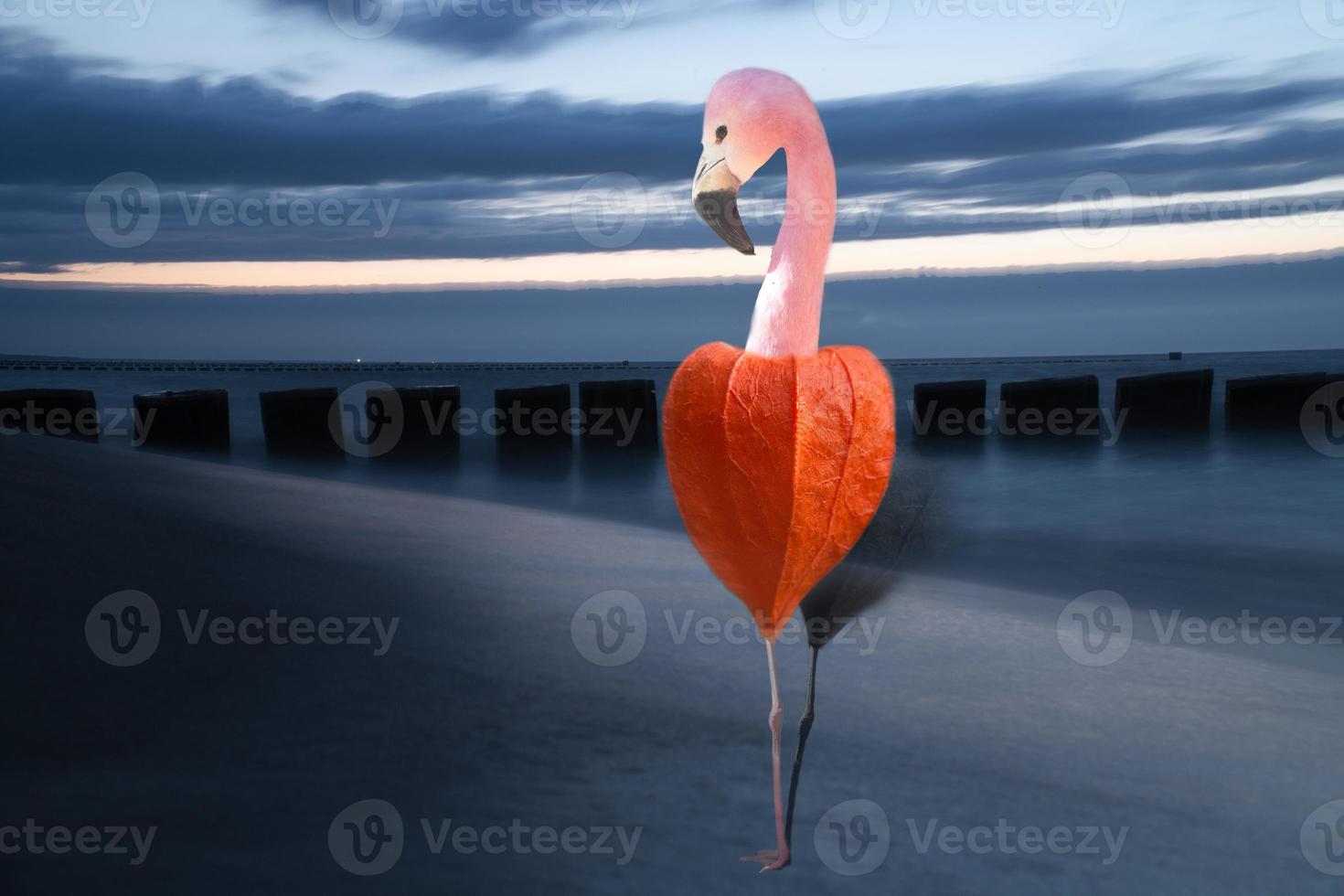 Composing. Flamingo with head, neck and leg on a physalis. Flamingo on the beach photo