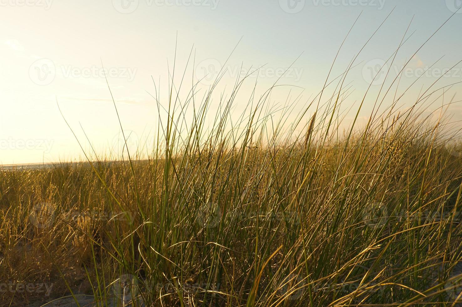 Grass on a dune on the coast at sunset. Nature photo during a hike on the Baltic Sea