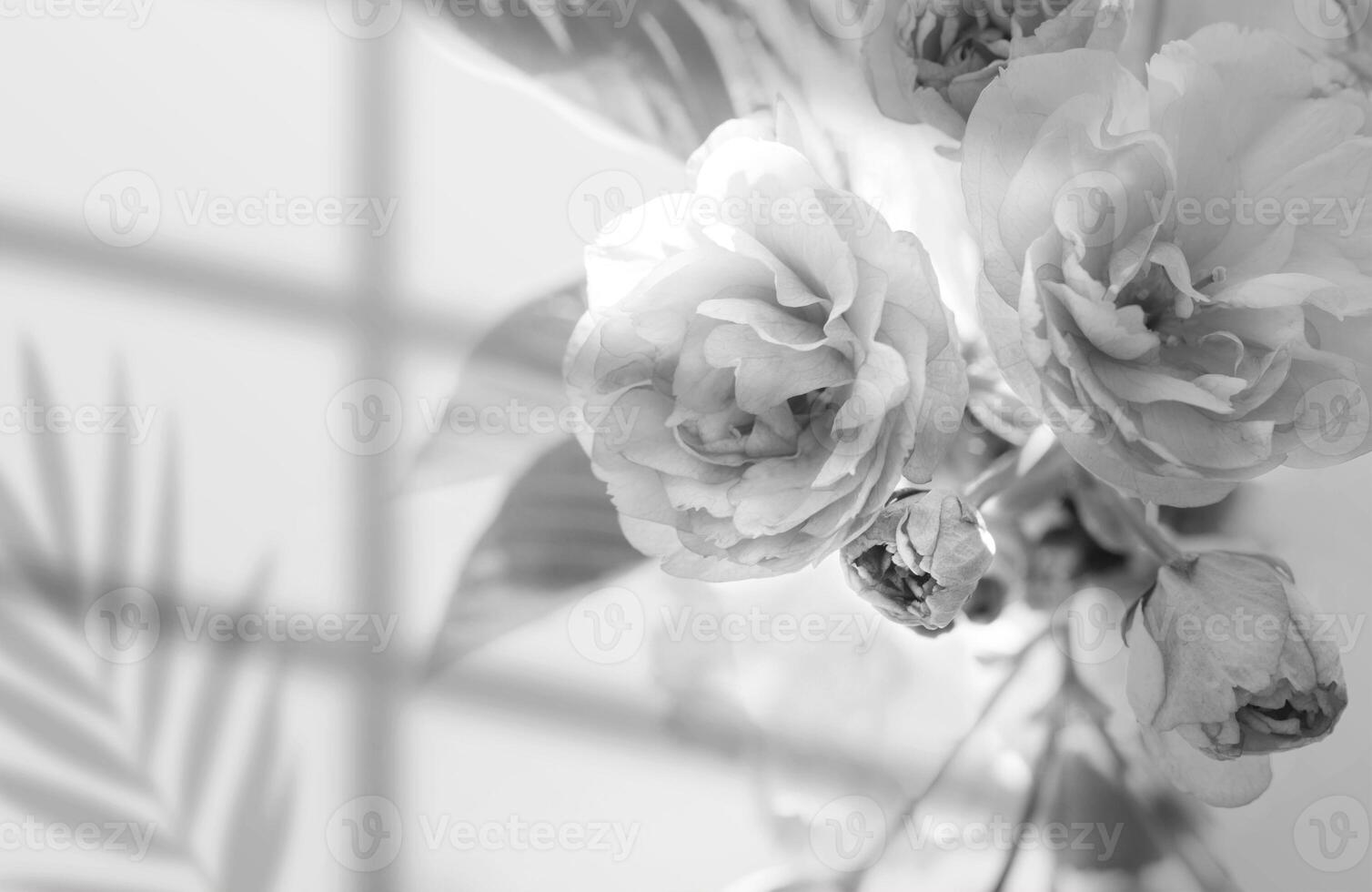 Close-up of beautiful black and white flower shaped backgrounds with shadows . greeting card with a luxury roses photo