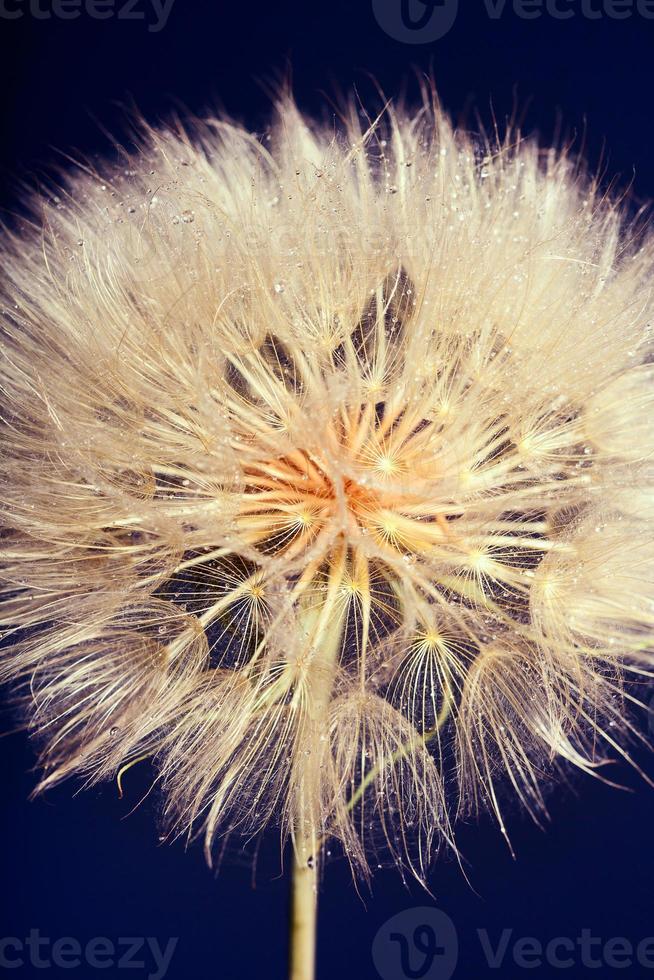 Macro big dandelion on dark background. photo