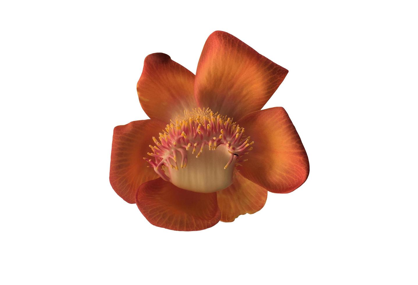 Isolated cannon ball flower with clipping paths. photo