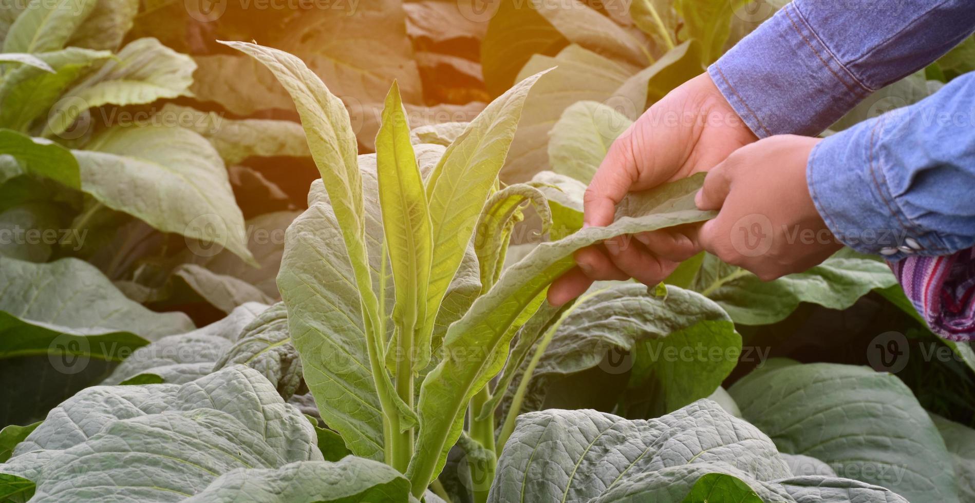 Tobacco leaves and trees quality checking by owner of tobacco farmland, soft and selective focus. photo
