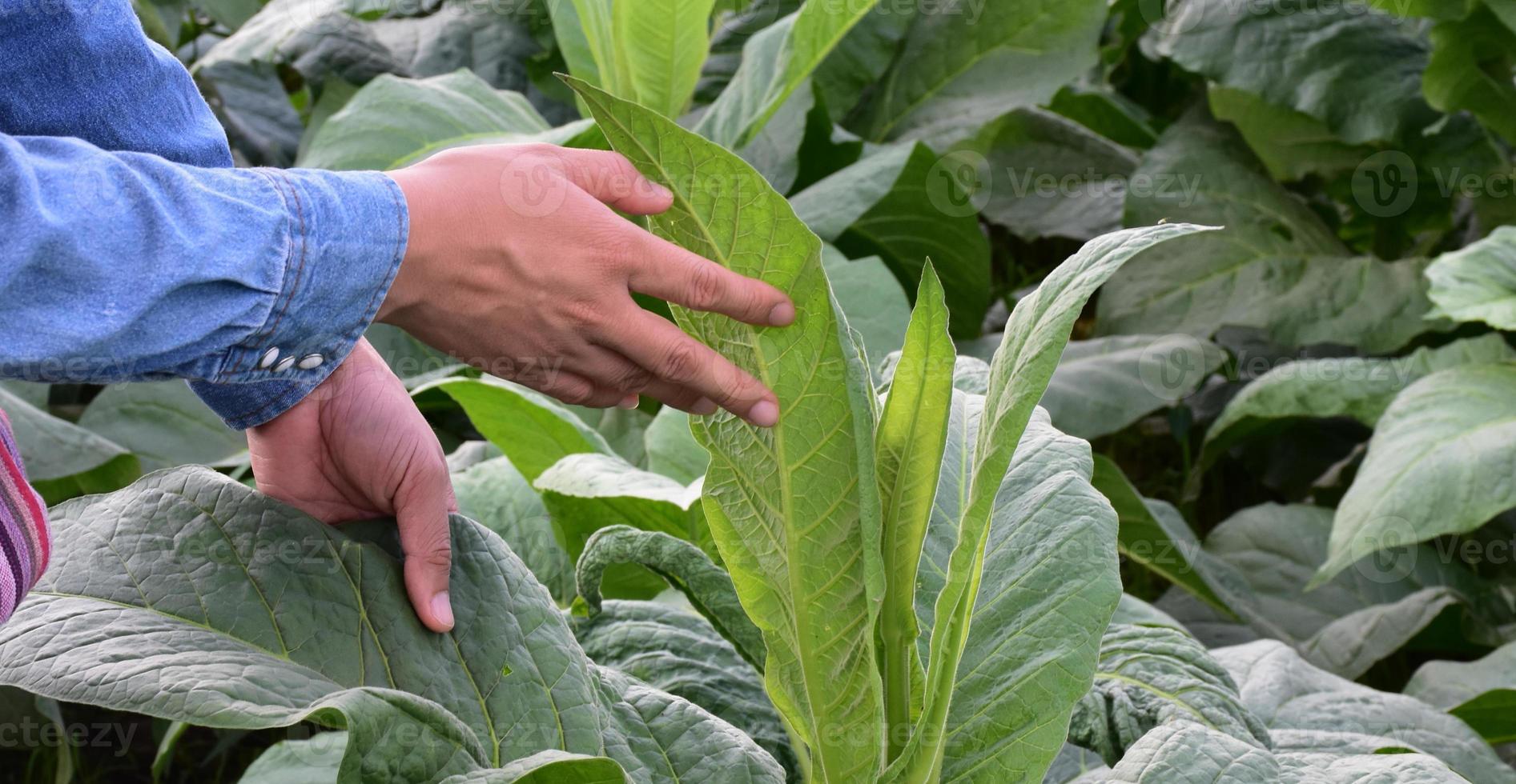 tabaco hojas y arboles calidad comprobación por propietario de tabaco tierras de cultivo, suave y selectivo enfocar. foto