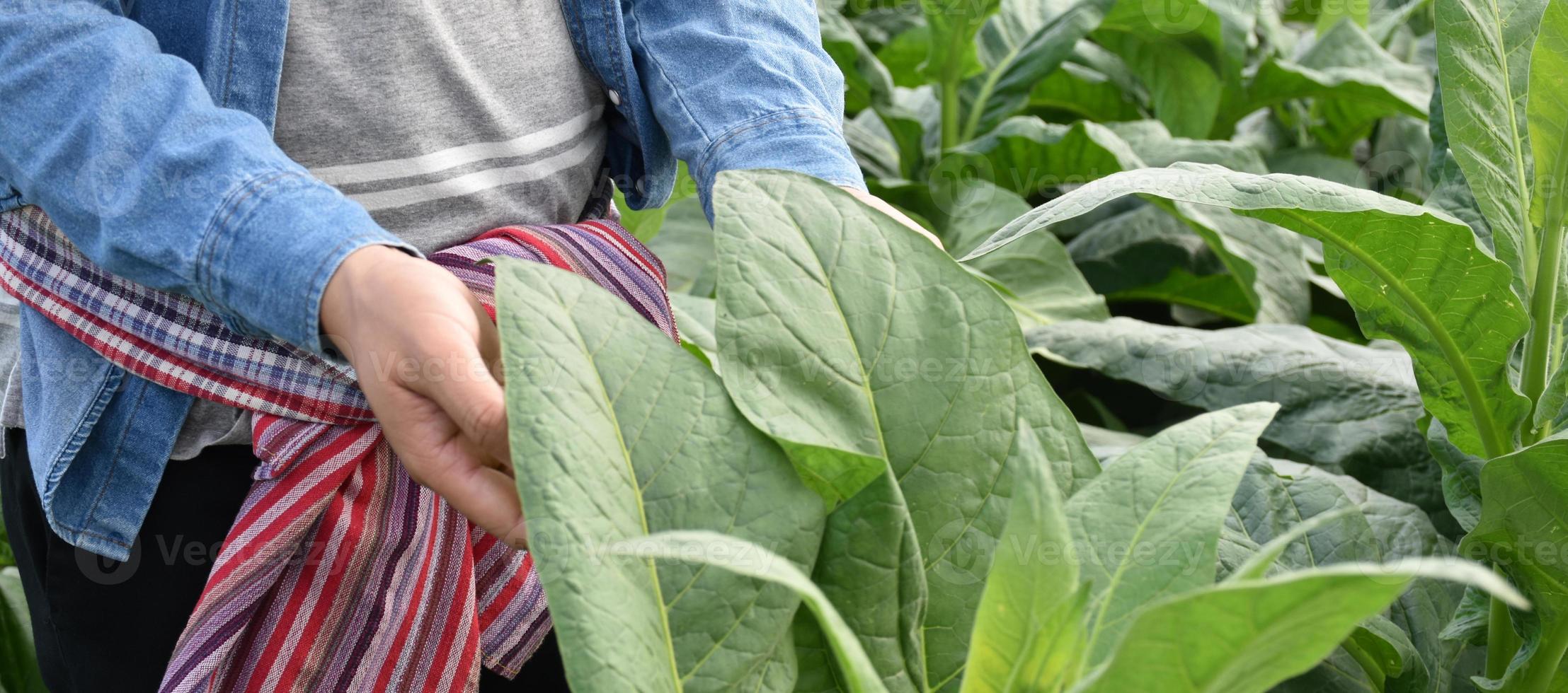 Tobacco leaves and trees quality checking by owner of tobacco farmland, soft and selective focus. photo