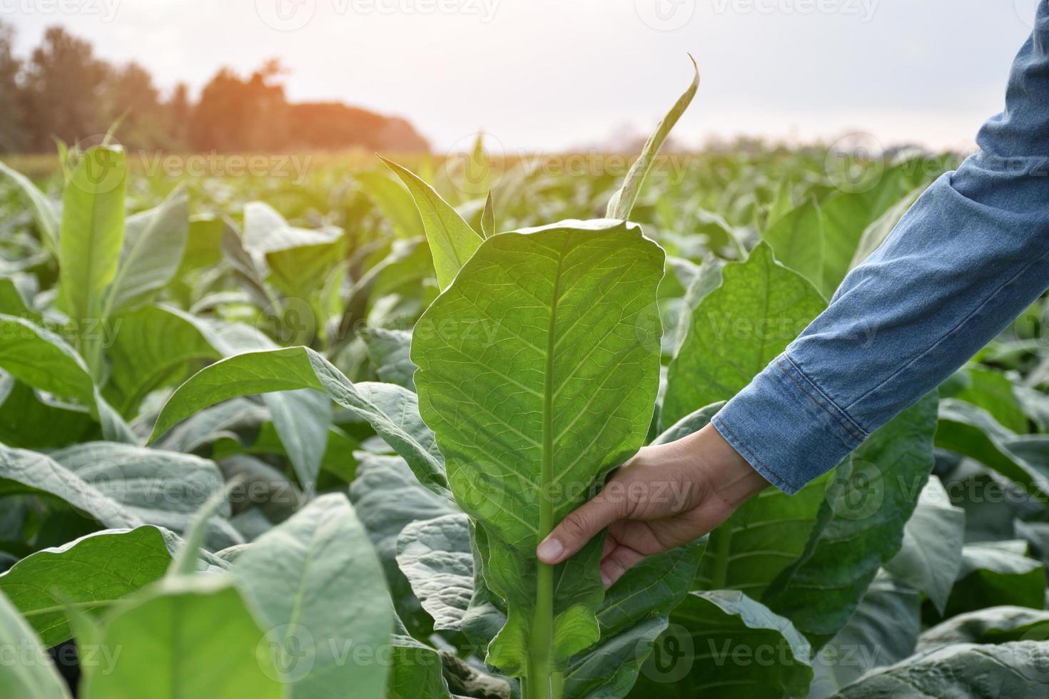 Tobacco leaves and trees quality checking by owner of tobacco farmland, soft and selective focus. photo