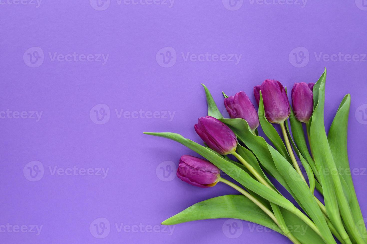 Bouquet of fresh purple tulips with green leaves in bottom right corner on violet paper background. Greetings card for springtime holidays with place for text. photo