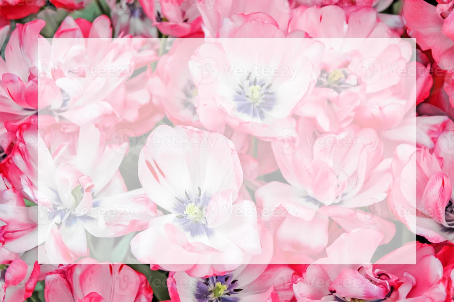 Pink-white tulips blurred background with semi transparent blank text frame. Flowers image with copy space. Greeting card for spring holidays - Valentines Day, Womens Day, Mothers Day, Birthday photo