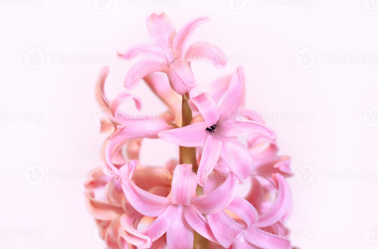 Greeting card with gently pink hyacinth flowers in center on white background. March 8 Womens Day. Mothers Day. Grandma Day. Happy Birthday. Easter. Wedding. Spring. photo