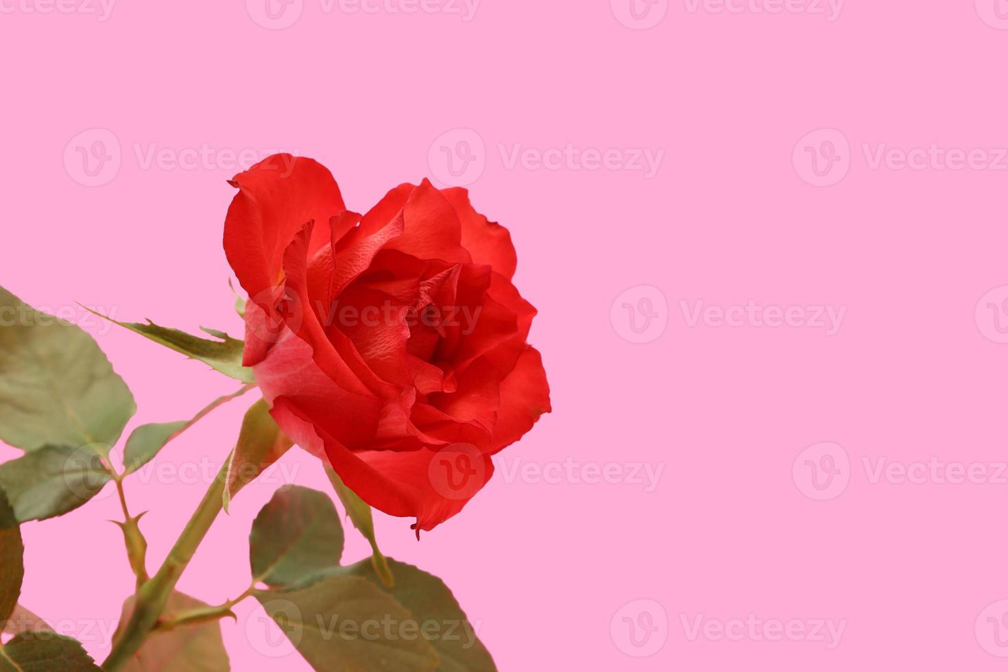 Red one rose flower with green leaves isolated on light pink background. Valentines Day. March 8 Womens Day. Mothers Day. Grandma Day. Happy Birthday. Easter. Greeting card with copy space. photo
