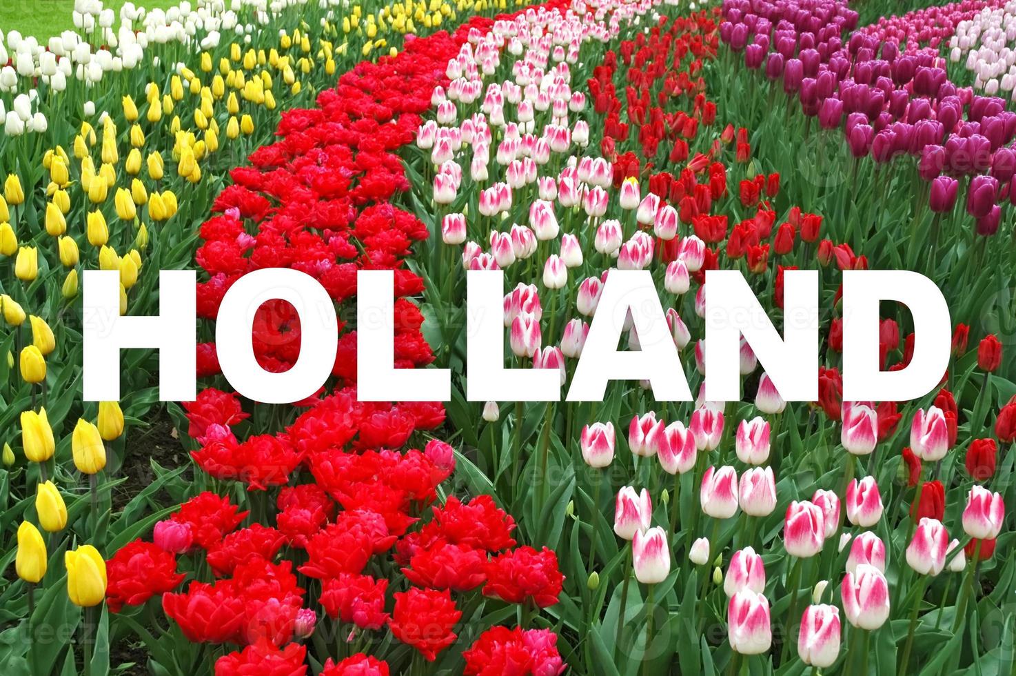 el palabra Holanda es escrito en blanco capital letras en centrar de borroso flores antecedentes. vistoso tulipanes plantado en filas en keukenhof jardines, Países Bajos. desenfocado imagen con texto. foto