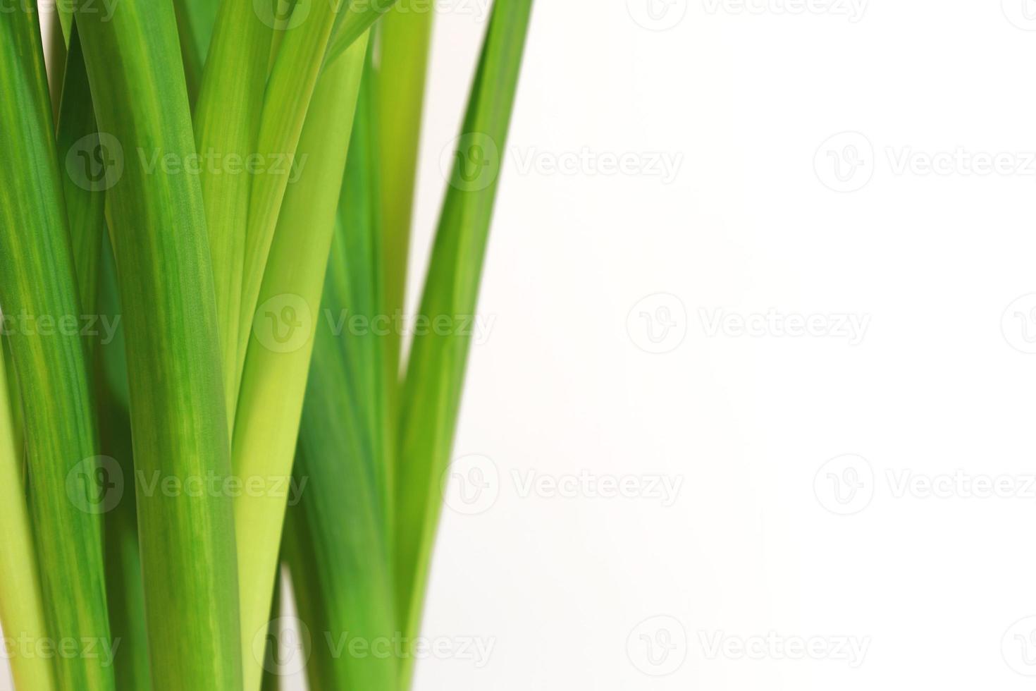 verde Fresco narciso hojas en blanco antecedentes. vertical planta hojas. ligero verde hierba. sitio para tu texto aquí. blanco para negocio tarjeta o bandera. foto