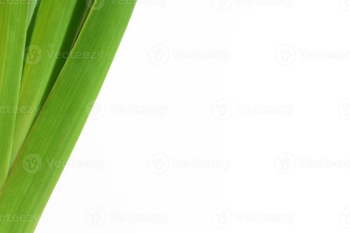 Green fresh hyacinth leaves on white background. Oblique lines plant leaves. Light green growing herb. Place for your text here. Blank for business card or banner. photo