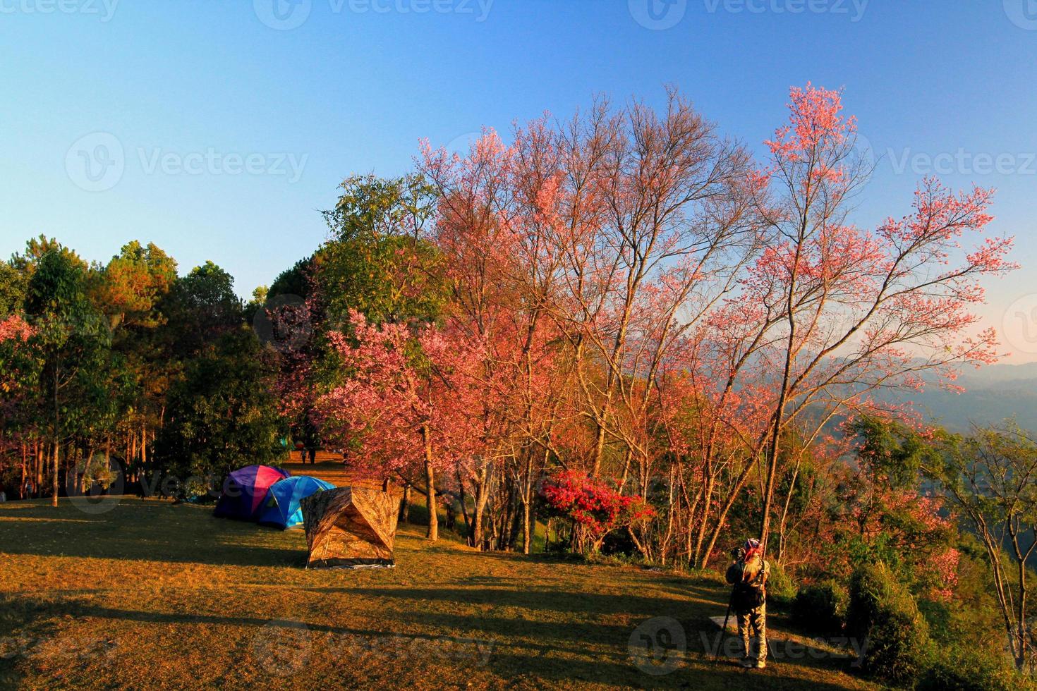 Photographer take photo wild himalayan cherry tree with sunlight in morning by use tripod at Khun Mae yao, Chiang Mai, Thailand. Beautiful pink flora, floral Sakura and Landmark for travel and visit