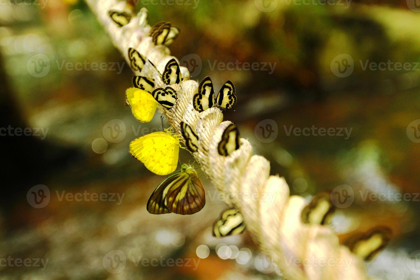 Many colorful butterfly on the rope with waterfall background. Amathusiidae, Group of insect in nature and Beautiful of animal life with water background. photo