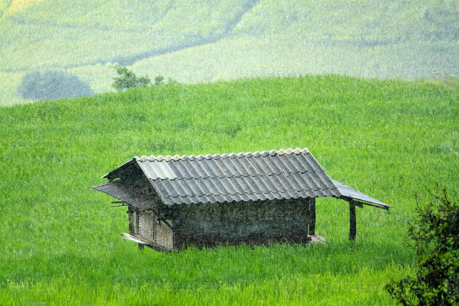 House, Home or hut staying in the middle of green rice field with heavy rainy and mountain background. Nature and Landscape at Ban Pa Pong Pieng, Chiang Mai, Thailand. Raining day, Season and Natural photo