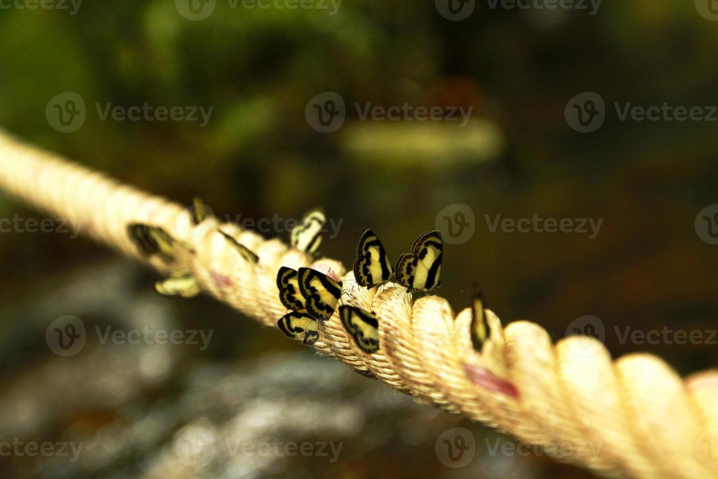 Many black and white butterfly on the long rope with blurred waterfall background. Amathusiidae. Natural, insect and animal wallpaper. Beauty of nature with copy space. Selective focus photo