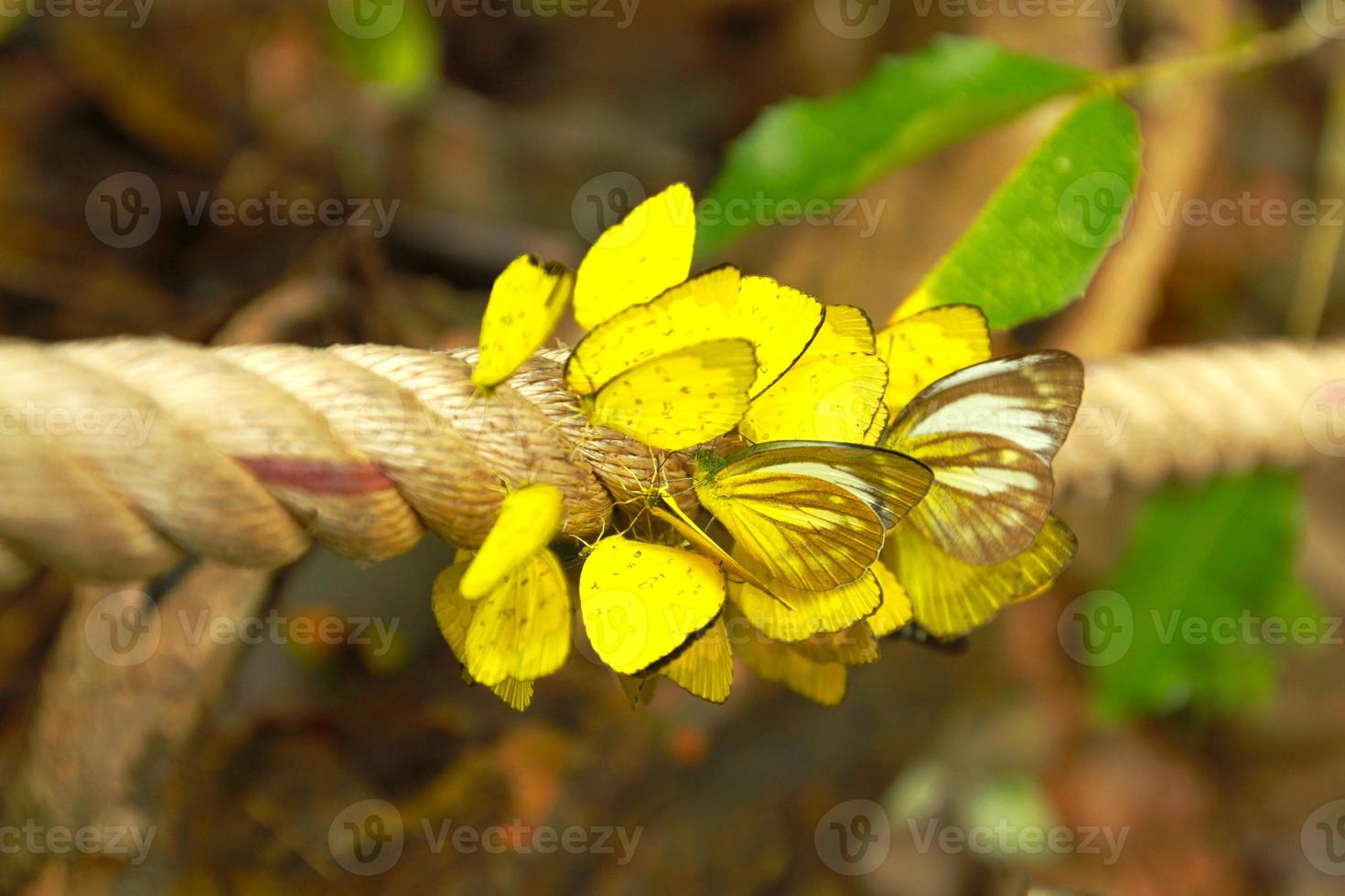 Close up many yellow butterfly are on the long rope with blurred green leaves background. Amathusiidae, Wildlife of animal. Beauty in nature and Beautiful group of insect photo