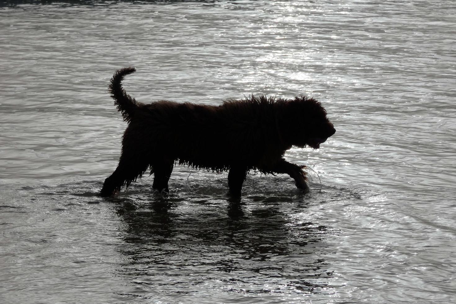 Dog in the sea water playing on a summer's day photo