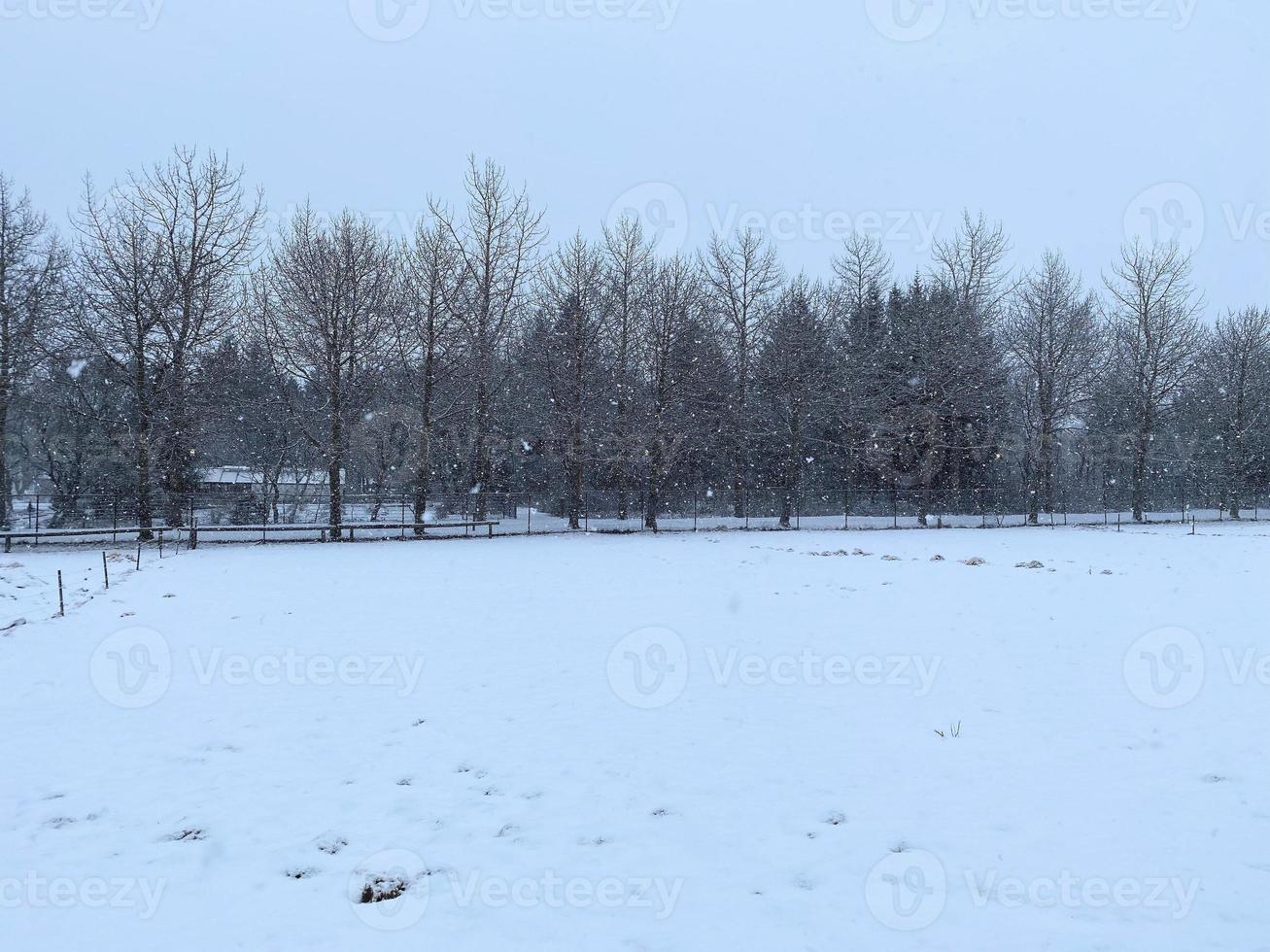 A view of Reykjavik park covered in snow photo