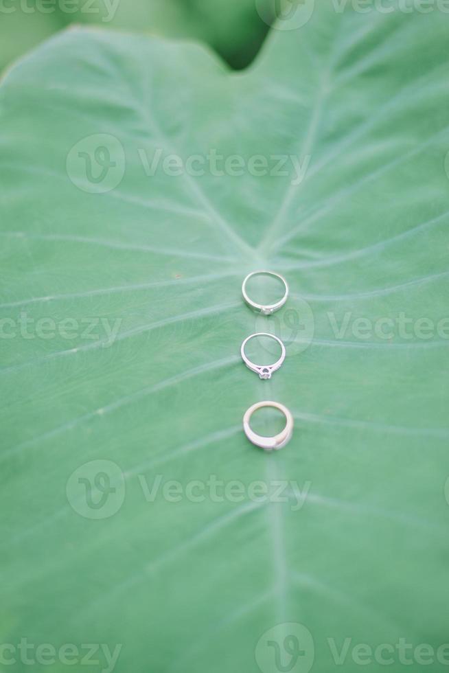 Wedding ring in Colocasia esculenta L photo