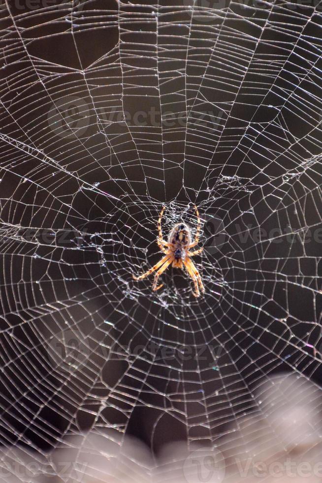 araña haciendo un web foto