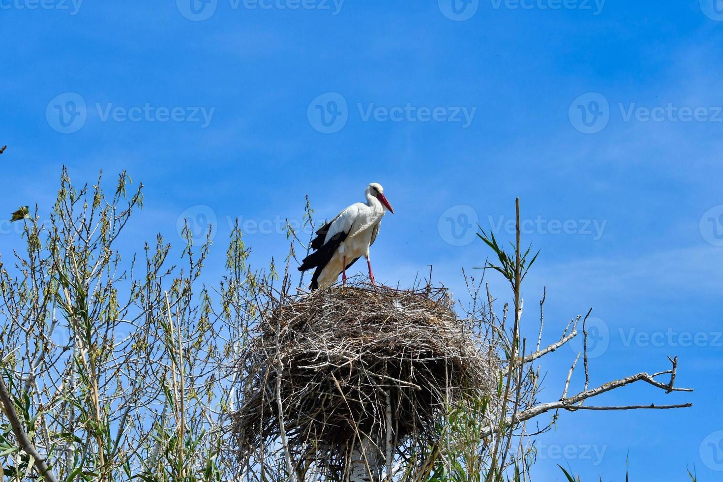 Stork making nest photo