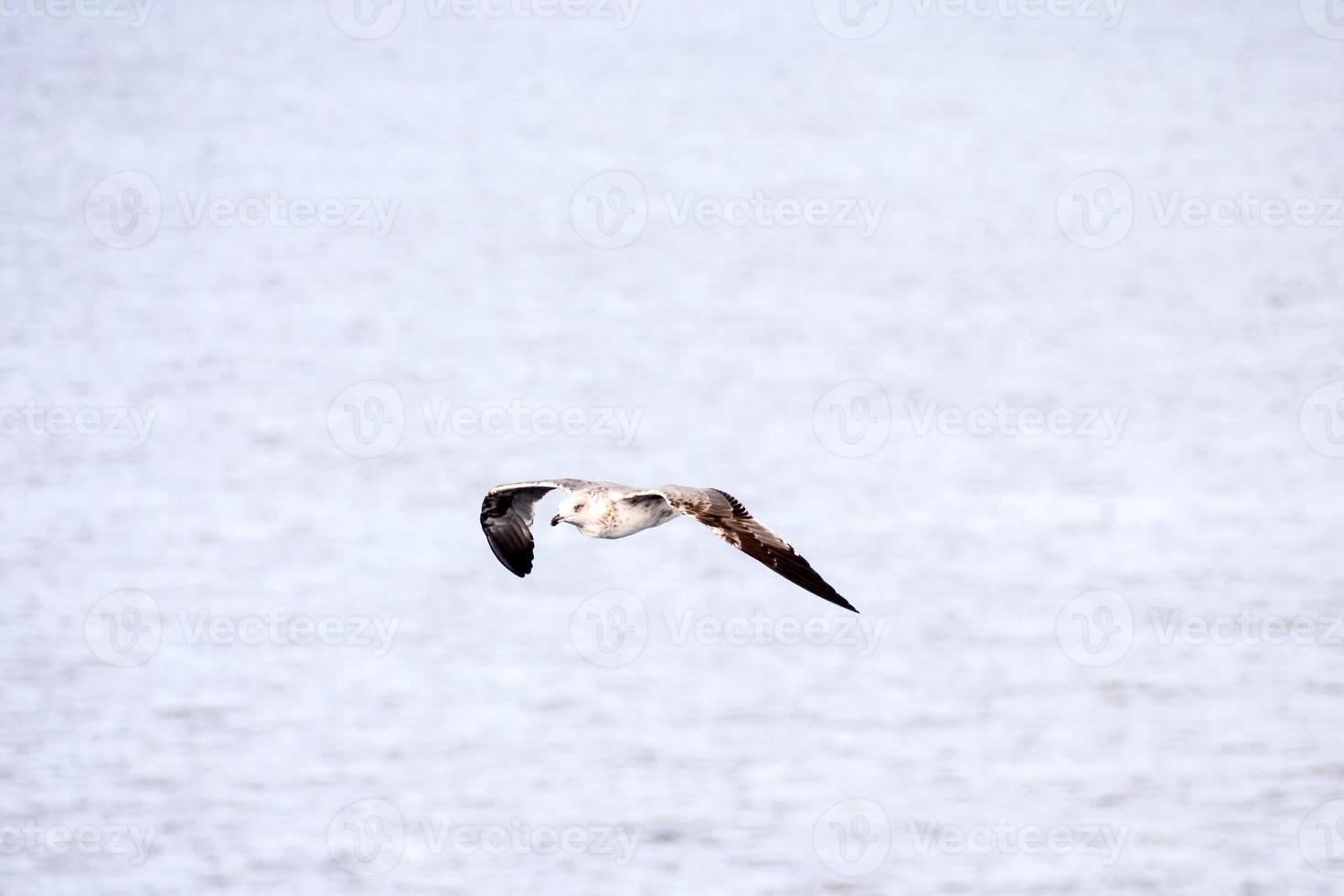 Seagull flying over the water photo