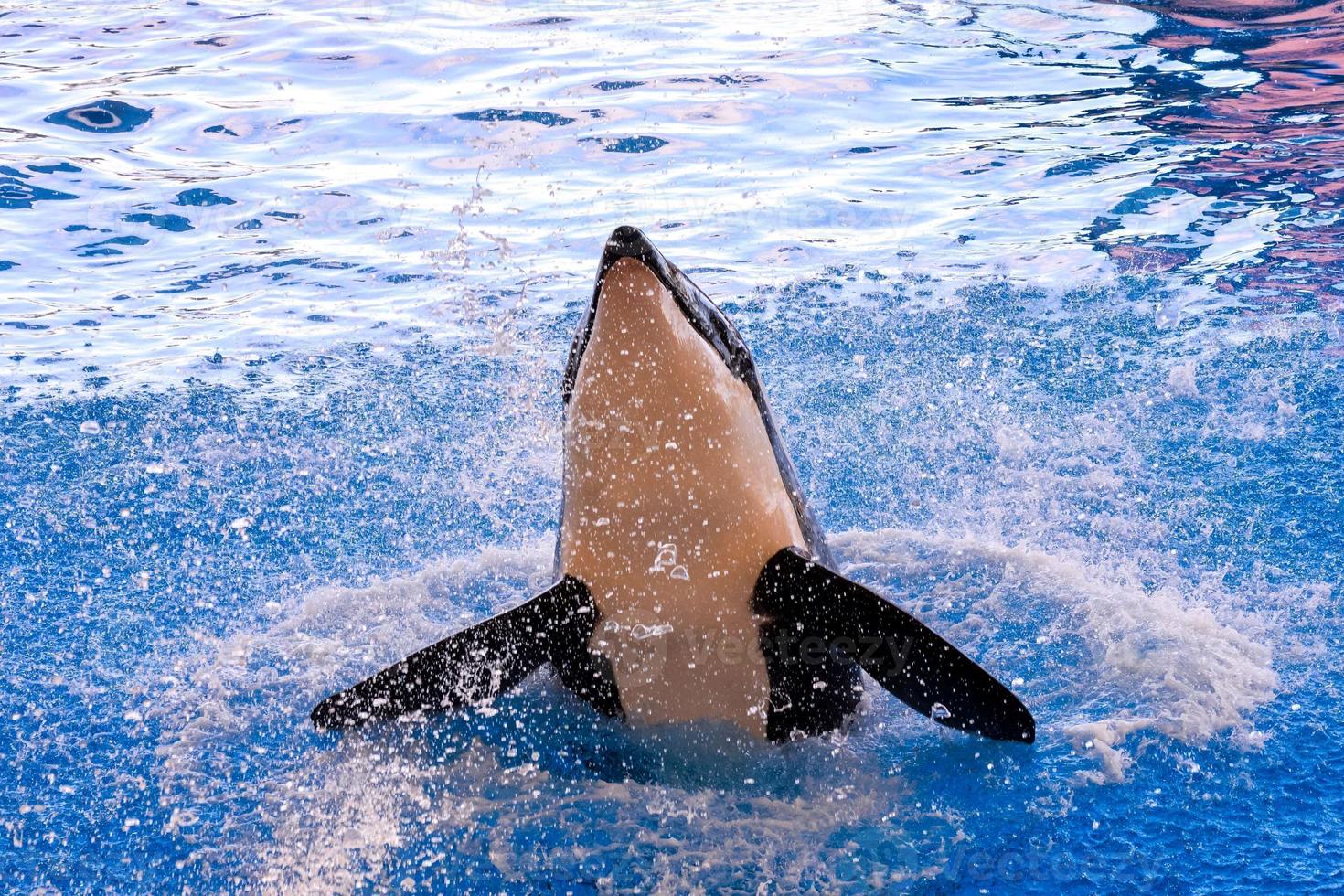 Whale in water tank photo