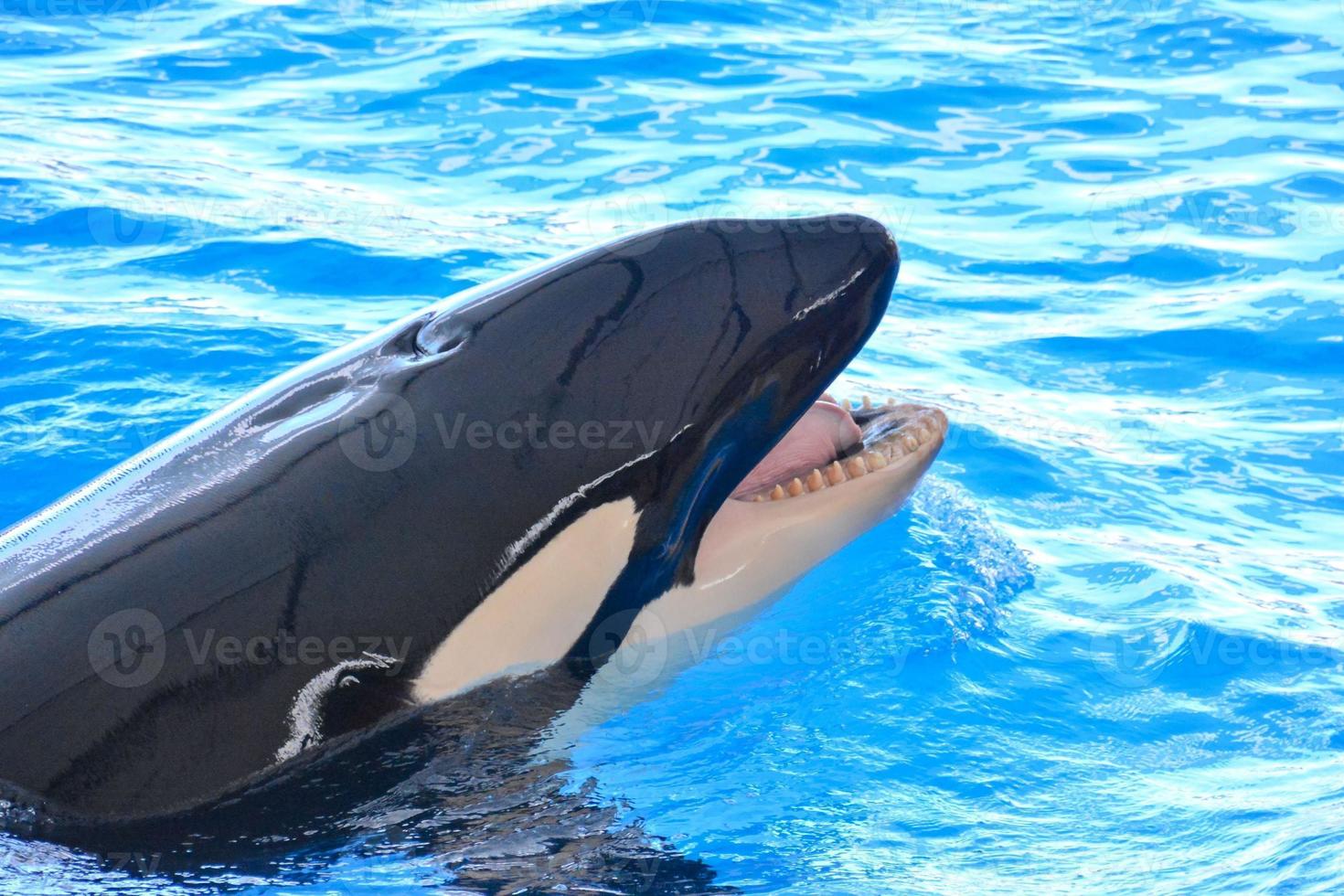 Whale in water tank photo