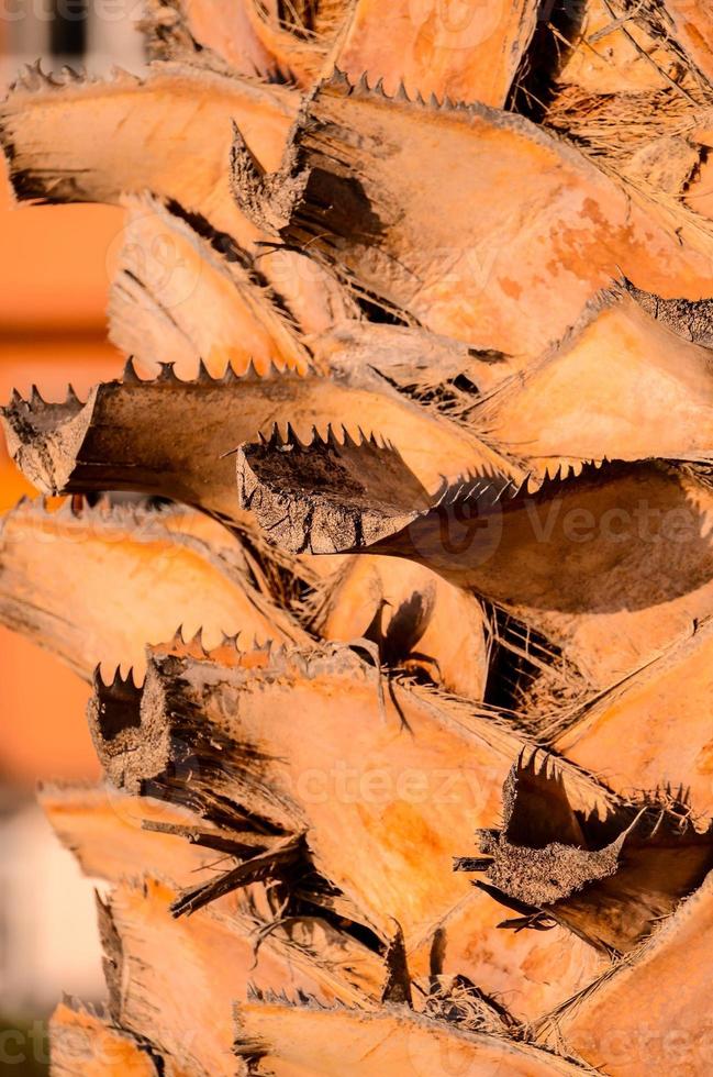 Rough wood texture photo